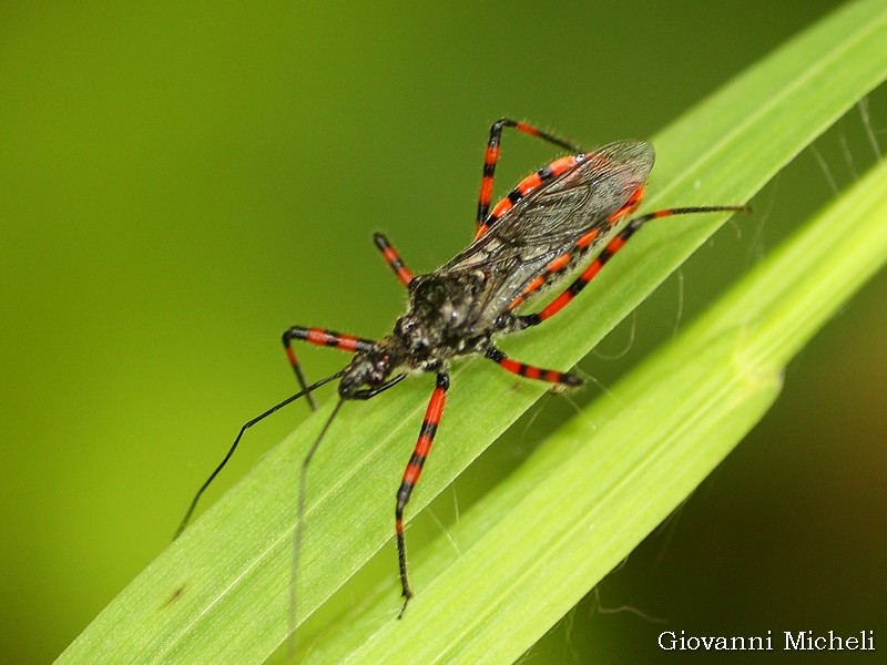 Reduvidae da ID - Reduviidae: Sphedanolestes cingulatus